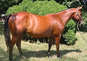 Quarter Horse (Quarter Horse, Stallion) in Cleveland, NC