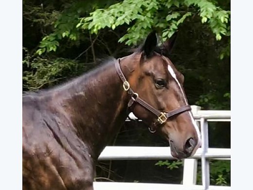 Bombproof Beauty
