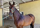 Andalusian - Horse for Sale in Canyon Country, CA 91387