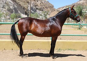 Andalusian / PRE (Andalusian / PRE, Mare) in Canyon Country, CA