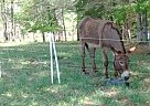 Donkey - Horse for Sale in Danville, VA 24541-78