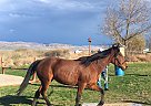 Other - Horse for Sale in Mountain Home, ID 83647 Other - Horse for Sale in Mountain Home, ID 83647