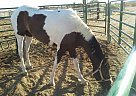 Other - Horse for Sale in Tonopah, AZ 85354
