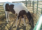 Other - Horse for Sale in Tonopah, AZ 85354 Other - Horse for Sale in Tonopah, AZ 85354