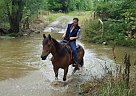 - Gelding in Clear Spring, MD - Gelding in Clear Spring, MD