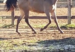 Tennessee Walking (Tennessee Walking, Gelding) in Bethel, OH