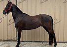 Jax - Gelding in Urbana, OH Jax - Gelding in Urbana, OH