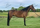 Teddy - Gelding in Yosemite, KY Teddy - Gelding in Yosemite, KY