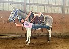 Willie - Gelding in Springfield, OH Willie - Gelding in Springfield, OH