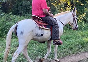 Mule (Mule, Mare) in Ruckersville, VA