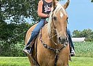 Diggers - Gelding in Hazel, KY Diggers - Gelding in Hazel, KY