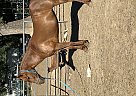 Other - Horse for Sale in El dorado, CA 95623 Other - Horse for Sale in El dorado, CA 95623
