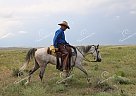 Snoopy - Gelding in Carr, CO Snoopy - Gelding in Carr, CO