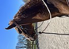 Other - Horse for Sale in Portland, OR 97206