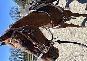 Curly (Curly, Mare) in Portland, OR