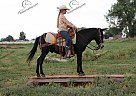 Hercules - Gelding in Carr, CO Hercules - Gelding in Carr, CO