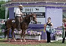 Rocky - Gelding in Rogersville, MO Rocky - Gelding in Rogersville, MO