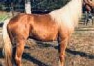 Nugget - Gelding in Valley Center, CA Nugget - Gelding in Valley Center, CA