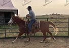 Cherry - Mare in Fort Collins, CO Cherry - Mare in Fort Collins, CO