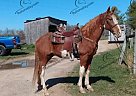Shock - Gelding in Columbia, KY Shock - Gelding in Columbia, KY