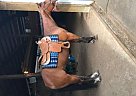 Quarter Horse Gelding for Sale in Elma, Washington Quarter Horse Gelding for Sale in Elma, Washington