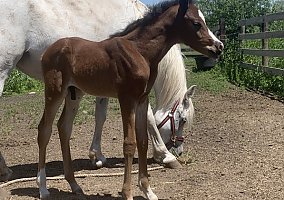 Arabian (Arabian, Stallion) in Whitewater, WI
