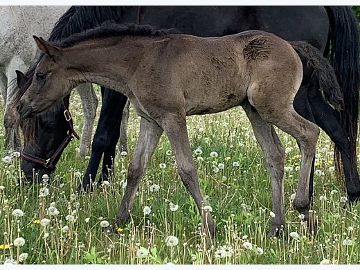 2021 Colt for Sale