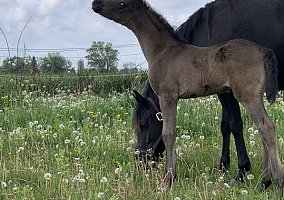 Arabian (Arabian, Stallion) in Whitewater, WI