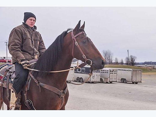 5yr Cleveland bay Stallion