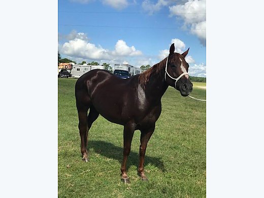 6 YO Stout Mare ... AQHA