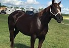 Quarter Horse - Horse for Sale in Jacksonville, FL 32221