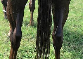 Quarter Horse (Quarter Horse, Mare) in Jacksonville, FL