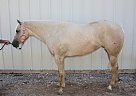 Dolly Arton Quarter Horse Mare