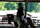 Major Price Reduction! Chaos In ... Paint Gelding