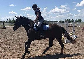 Quarter Horse (Quarter Horse, Mare) in West Fargo, ND