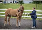 Quarter Horse - Horse for Sale in Zieglersville, PA 19492