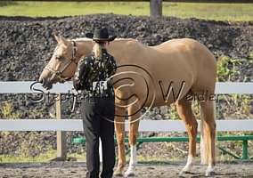 Quarter Horse (Quarter Horse, Mare) in Zieglersville, PA