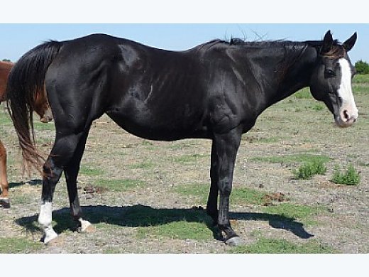 Beautiful Black Mare That Rides