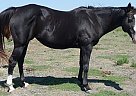 Paint - Horse for Sale in West, TX 