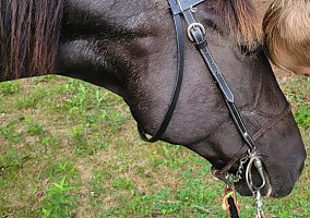 Tennessee Walking (Tennessee Walking, Mare) in Empire, MN