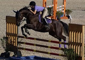 Thoroughbred (Thoroughbred, Gelding) in Gainesville, GA