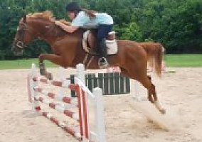 Quarter Horse (Quarter Horse, Mare) in Gainesville, GA