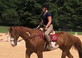 Paint (Paint, Gelding) in Gainesville, GA