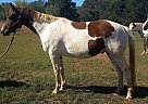 Hanoverian Gelding for Sale in Columbus, North Carolina Hanoverian Gelding