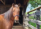 Mustang - Horse for Sale in Raphine, VA 24472