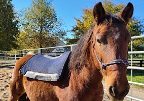 Mustang (Mustang, Mare) in Raphine, VA