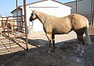 - Mare in Altus, OK - Mare in Altus, OK