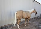 - Mare in Altus, OK - Mare in Altus, OK