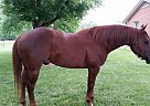 Quarter Horse - Horse for Sale in Climax, NC 27233