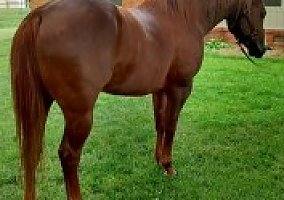 Quarter Horse (Quarter Horse, Stallion) in Climax, NC